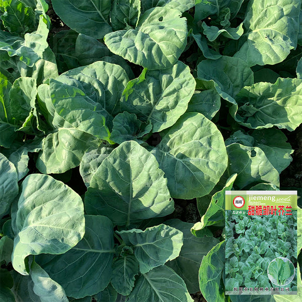 Sweet-Crispy 'Zhouye' Chinese Kale Seeds, 10g