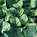 Sweet-Crispy 'Zhouye' Chinese Kale Seeds, 10g