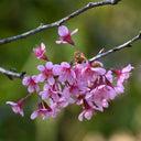 Winter Cherry Seeds, 10g