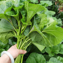 Chinese Mallow Seeds, 10g