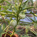 White Roselle Seeds (Hibiscus sabdariffa), Pack of 20