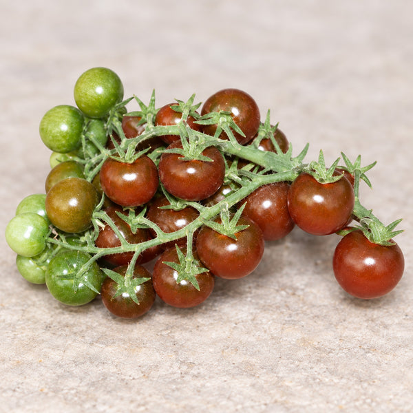 561 Morgan Love Tomato, 5 Seeds