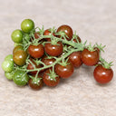 561 Morgan Love Tomato, 5 Seeds