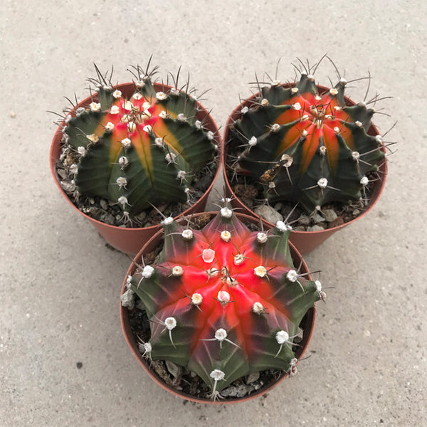 Gymnocalycium stenopleurum 'Artificial Variegated', 6-7cm