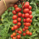 Minusinsk Red Cherry Tomato Seeds, 5 Seeds