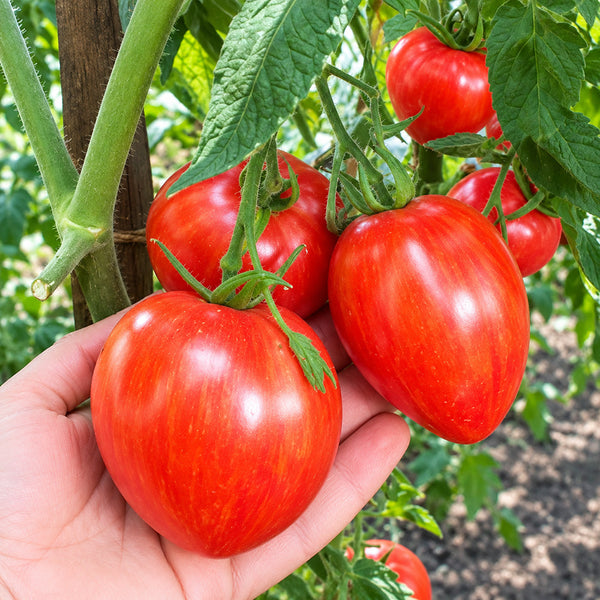 370 Moonlight Mile Pink Tomato, 5 Seeds