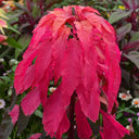 Crimson Majesty' Amaranth Seeds, 200 Seeds