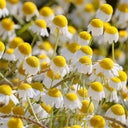 Hezhichun German Chamomile, 300 Seeds