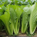'Shenglv No.3' Fast-Growing Bok Choy Seeds, 20g