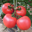 Jinpeng No.3 Tomato F1 Seeds, 5g