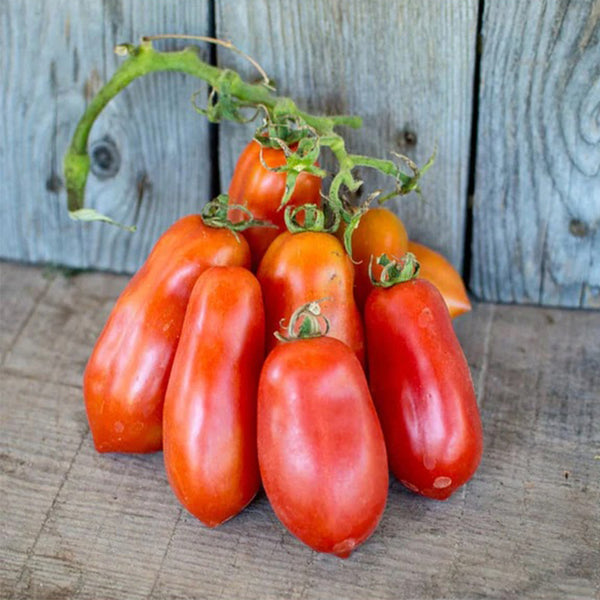 Ten Fingers of Naples Tomato, 10-15 Seeds