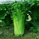 Jinkang 75 Chinese Cabbage Seeds, 5 × 5g Bags