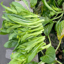 Xueying F1 Choy Sum Seeds, 10g