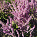Limonium suworowii 'Pink Pokers', 1000 Seeds
