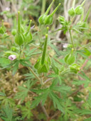 Geranium wilfordii Maxim