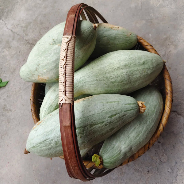 Golden Chestnut Noble Pumpkin, 10 Seeds