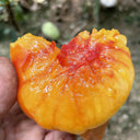 Cocktail Fruit Tomato, 20 Seeds