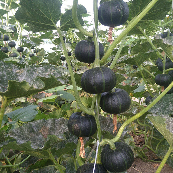 Mini Black Baby Pumpkin, 20 Seeds