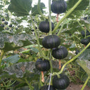 Mini Black Baby Pumpkin, 20 Seeds