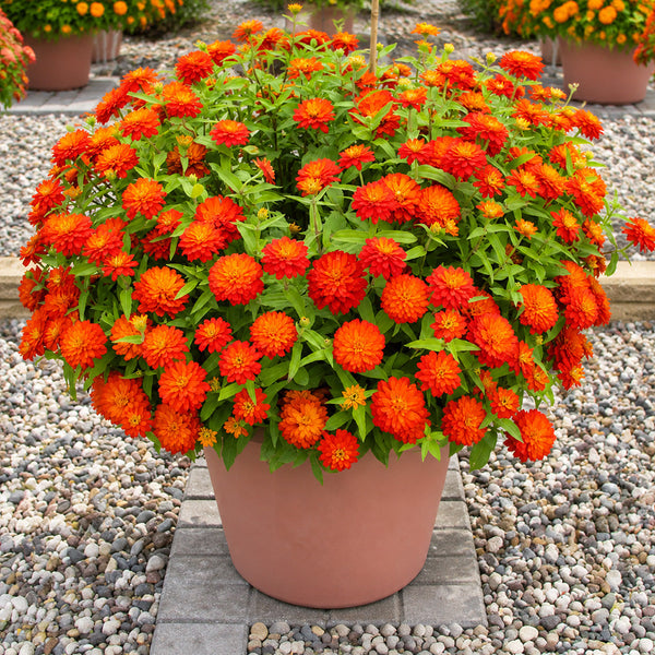 W1335 Double Zahara Fire Zinnia, 5 Seeds