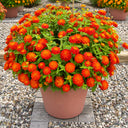W1335 Double Zahara Fire Zinnia, 5 Seeds