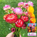 He Zhi Chun Strawflower Seeds, 1g