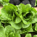 Jiemei Peacock Lettuce Seeds, 5g