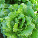 Emerald Crisp' Lettuce Seeds, 10g