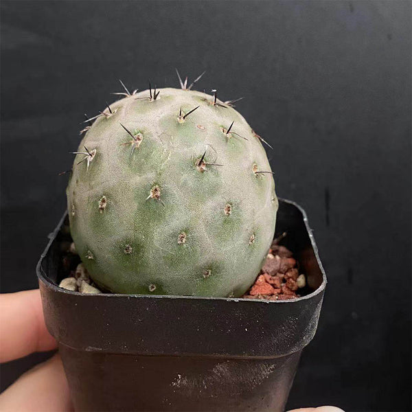 Tephrocactus geometricus Live Cactus