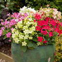 Flowering Tobacco Seeds (Nicotiana alata), 5000 Seeds