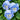 U2336 Cats Plus Marina F1 Pansy, 5 Seeds