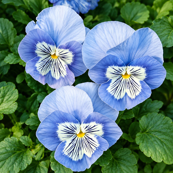 U2336 Cats Plus Marina F1 Pansy, 5 Seeds