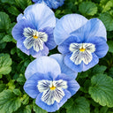 U2336 Cats Plus Marina F1 Pansy, 5 Seeds