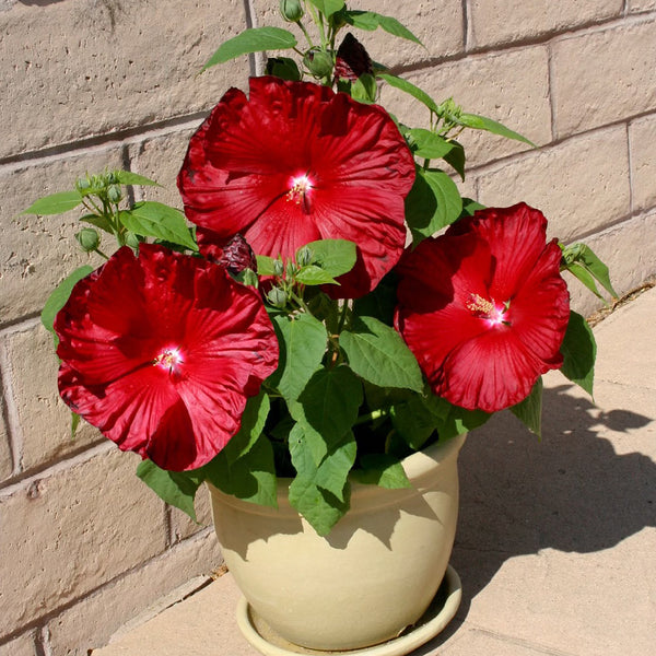 Swamp Rose Mallow Mixed Seeds, 100 Seeds