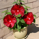 Swamp Rose Mallow Mixed Seeds, 100 Seeds