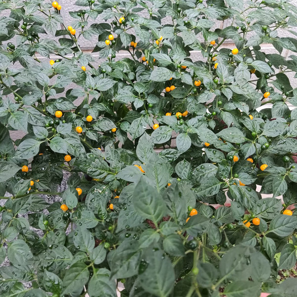 Aji Charapita, 20 Seeds