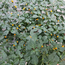 Aji Charapita, 20 Seeds