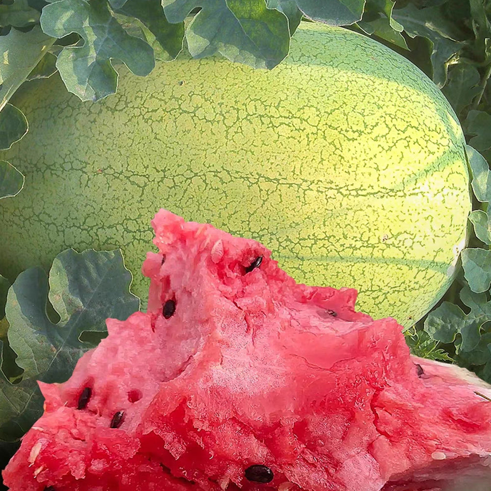 'Green Emperor' Watermelon Seeds