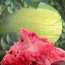 'Green Emperor' Watermelon Seeds