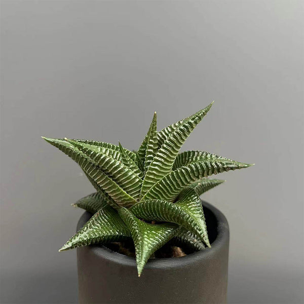 Haworthiopsis limifolia, 4-5cm