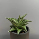Haworthiopsis limifolia, 4-5cm