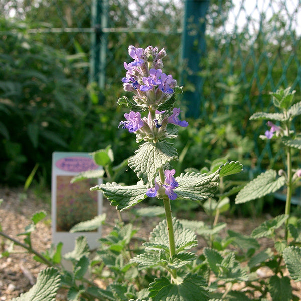 Fragrant Mint (Nepeta × faassenii) Seeds, 100 Seeds