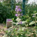 Fragrant Mint (Nepeta × faassenii) Seeds, 100 Seeds