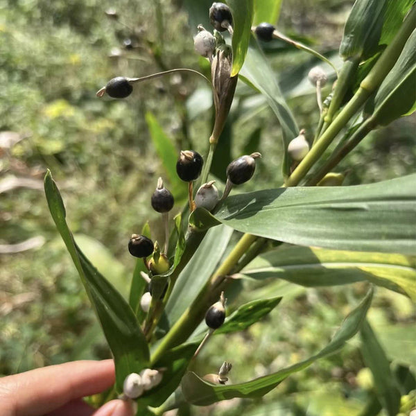 Job's Tears Seeds, 50 Seeds