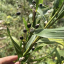 Job's Tears Seeds, 50 Seeds