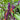 Cayenne Purple Pepper, 10-20 Seeds