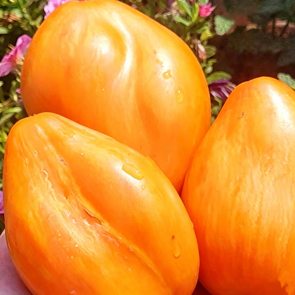 1110 Honey Passion F6 Tomato, 5 Seeds