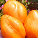 1110 Honey Passion F6 Tomato, 5 Seeds