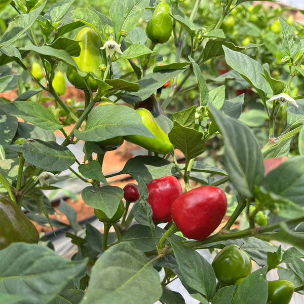 'Yanjiao No.801 Strawberry' Medium Spicy Heaven-facing Chili Hybrid, 30 Seeds