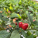 'Yanjiao No.801 Strawberry' Medium Spicy Heaven-facing Chili Hybrid, 30 Seeds